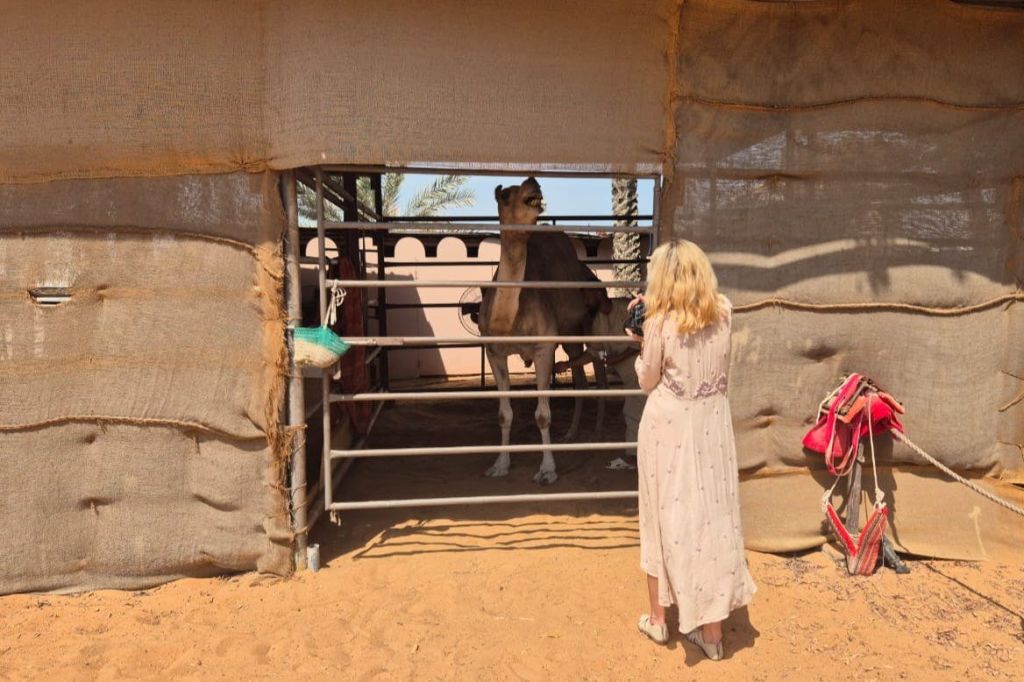연한 색상의 드레스를 입은 사람이 모래사장의 캔버스 벽으로 둘러싸인 펜 안쪽에서 낙타를 마주보고 서 있습니다.