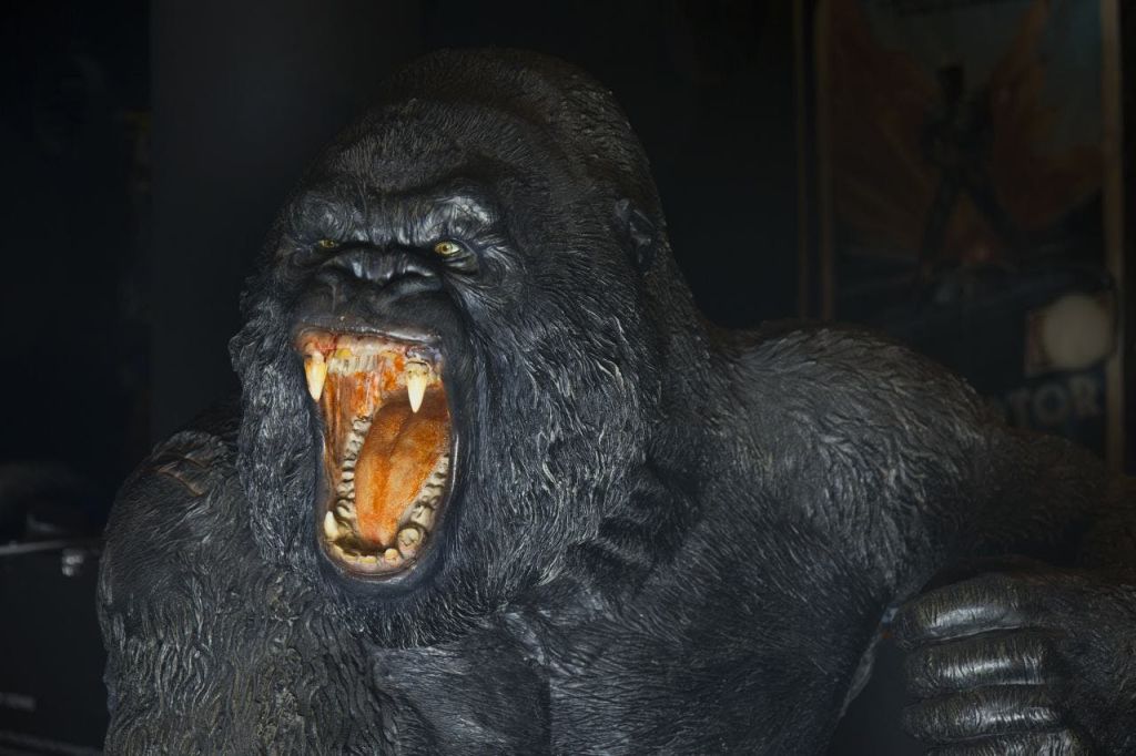 입을 벌리고 날카로운 이빨과 송곳니를 가진 크고 사나워 보이는 고릴라. 어두운 배경.