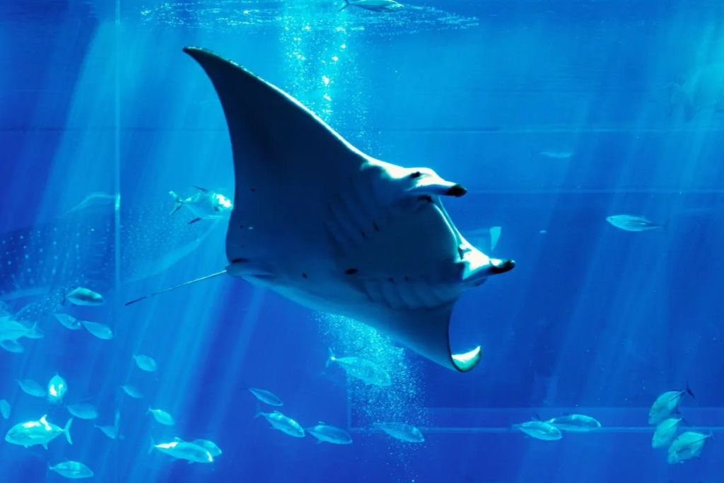 푸른 빛의 수족관에서 작은 물고기들로 둘러싸인 물속에서 쥐가오리가 헤엄치고 있습니다.