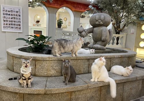 弘大]ROOF CAT ME ネコカフェ弘大店平日割引入場チケット | NOL World