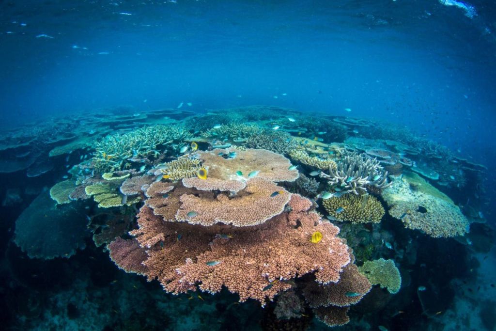 다양한 산호초와 작은 물고기들이 맑고 푸른 물에서 헤엄치는 수중 산호초 장면.