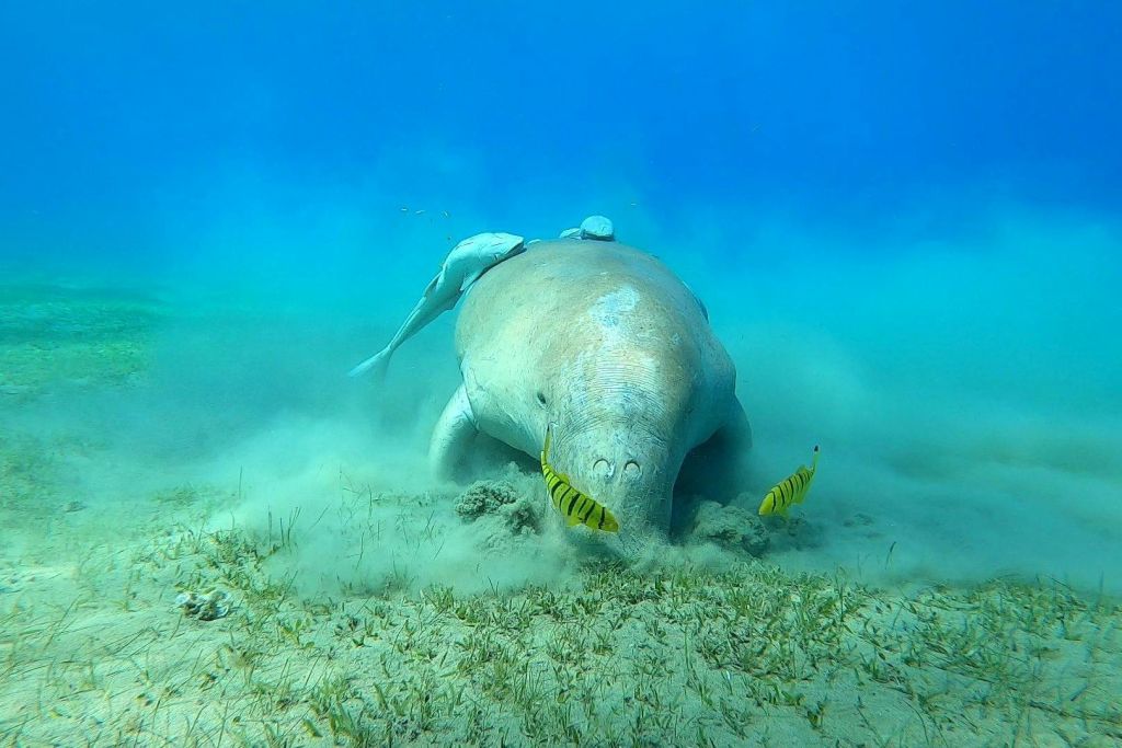 시카우마르사알람