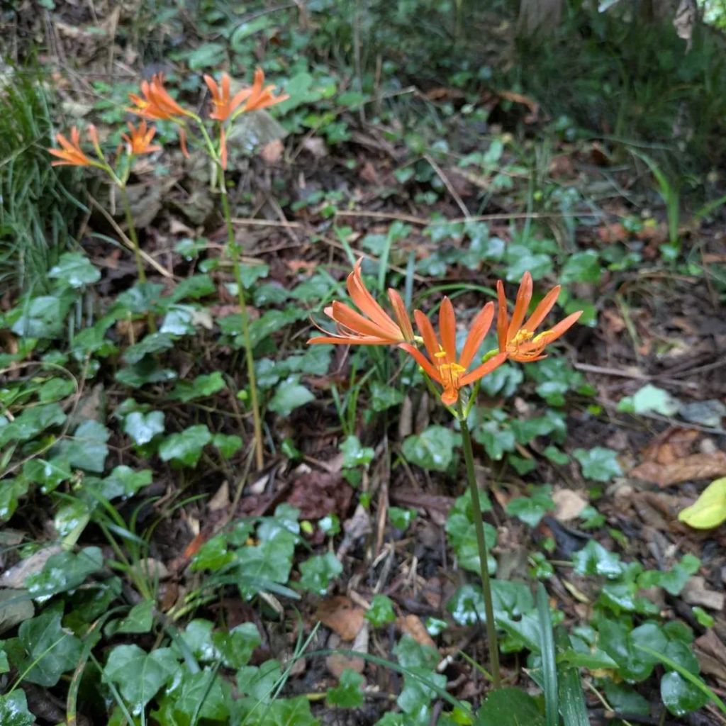 타카오 산 원숭이 공원 앤 야생화 가든