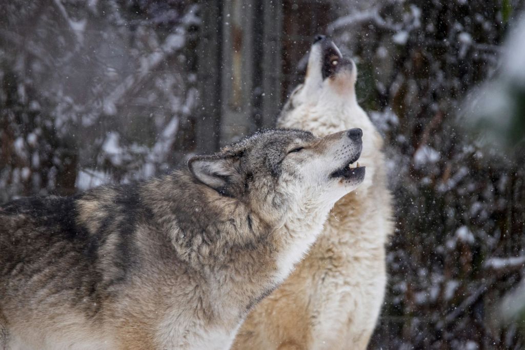 회색과 밝은 황갈색의 늑대 두 마리가 눈 덮인 숲에서 울부짖고, 주위에 눈송이가 떨어집니다.