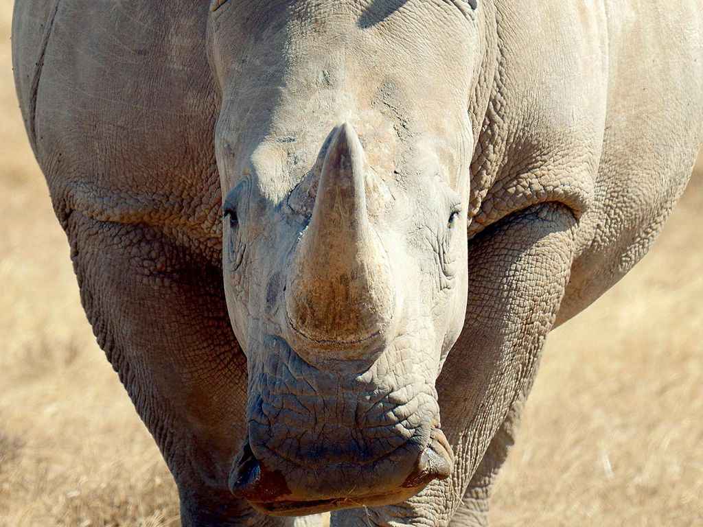 마드리드 동물원