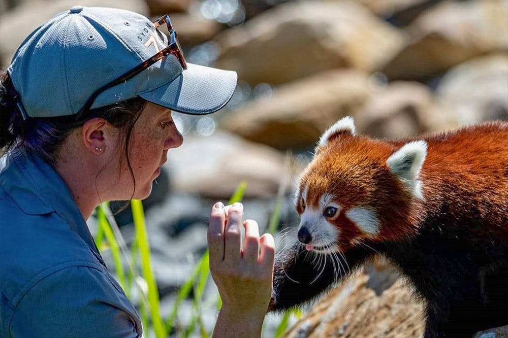 귀여운 레드 팬더에게 먹이를 주는 시드니 동물원 직원