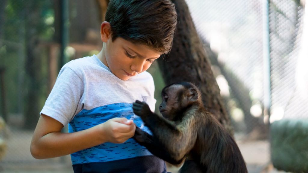 어린 소년이 작은 원숭이와 부드럽게 상호 작용하며, 둘 다 야외 환경에서 소년의 손에 집중합니다.