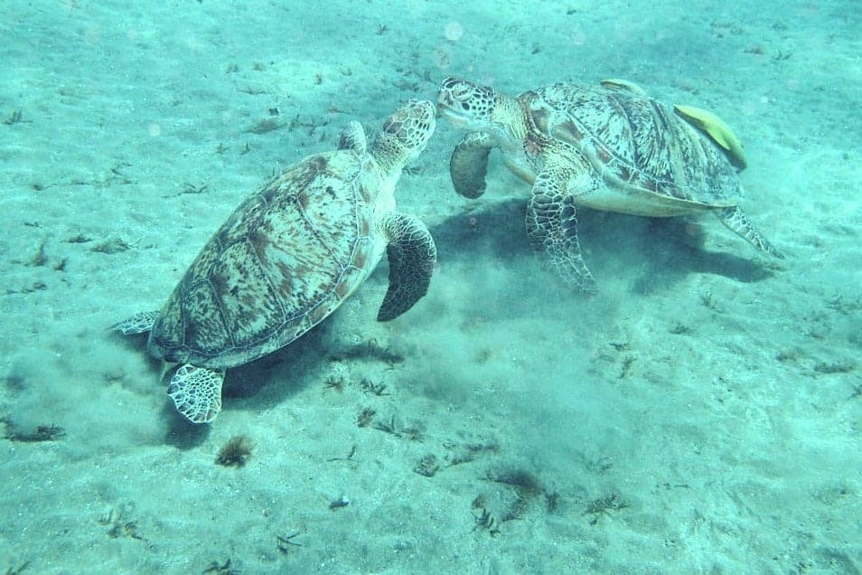 두 마리 바다거북