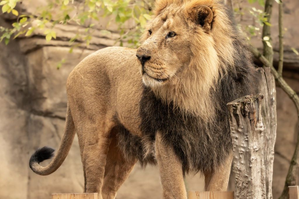 두꺼운 갈기가 나무 플랫폼에 서 있는 사자로, 단풍과 바위 배경이 특징입니다.