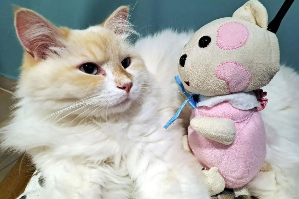 좋아하는 장난감을 가진 시베리아 고양이 캔디.