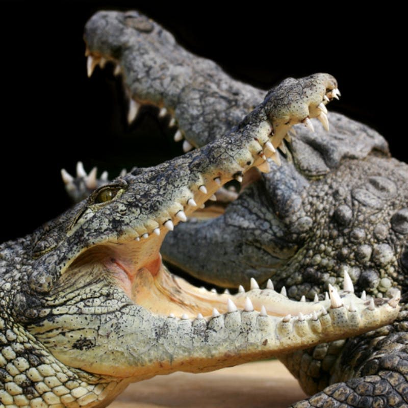 검은색 배경에 위치한 날카로운 이빨을 드러내는 입을 벌린 두 마리의 악어.