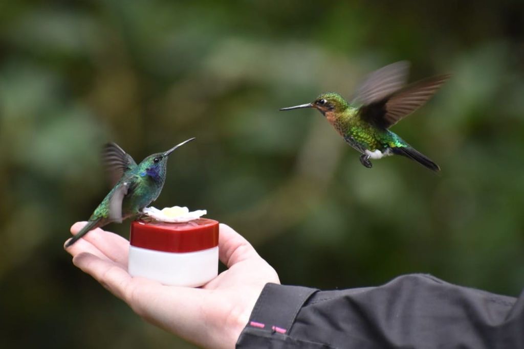 반짝이는 폼폼 벌새와 베르데마 벌새