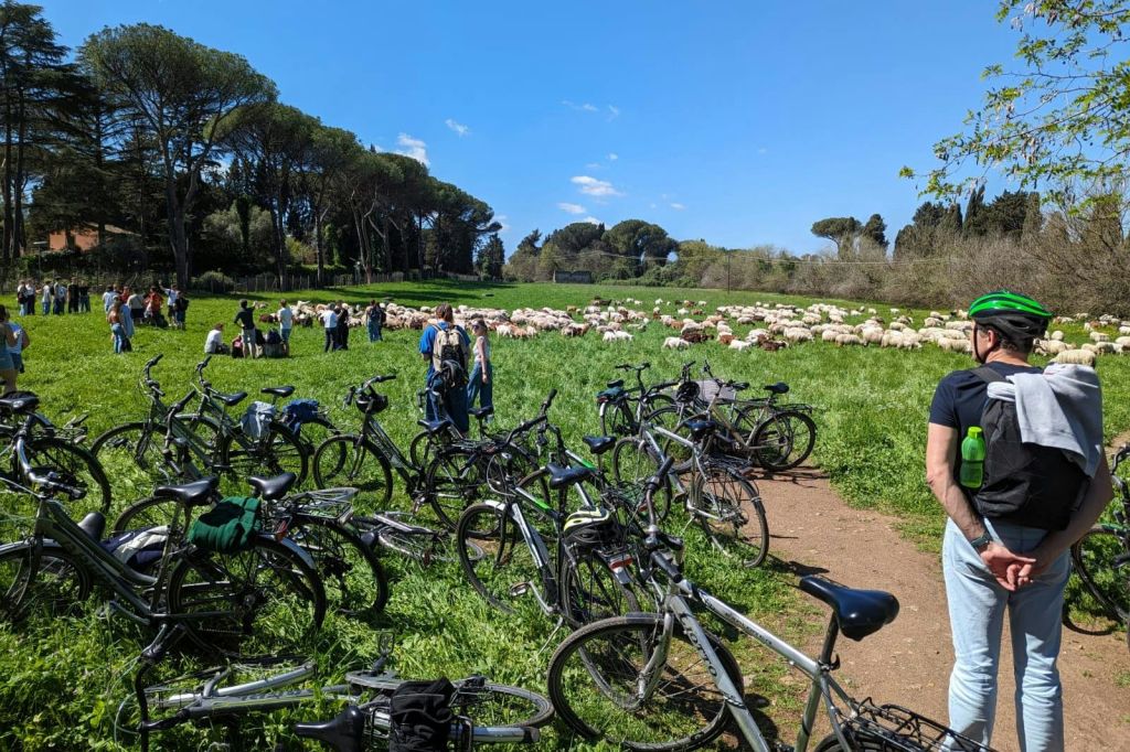 맑고 푸른 하늘을 배경으로 사람과 양떼가 함께 잔디밭에 주차된 자전거.