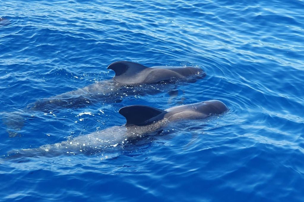 지느러미가 짧은 조종사 고래 한 쌍.