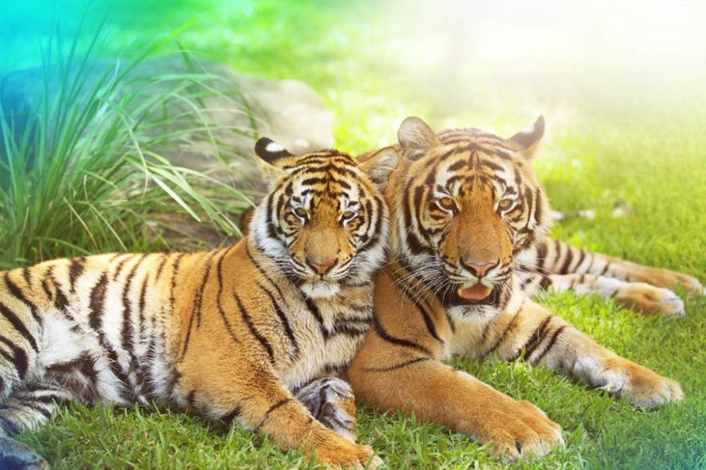 드림월드 + 화이트워터월드 + 스카이포인트