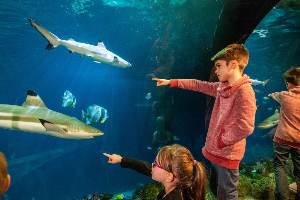 수족관 탱크 앞에 있는 두 어린이는 바위와 내부를 헤엄치는 다양한 물고기로 둘러싸인 해양 생물을 가리키고 있습니다.