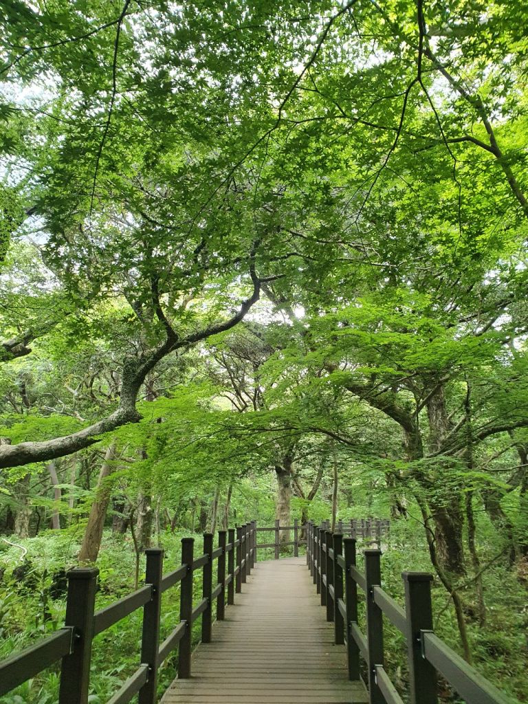 제주 비자림 전경 2