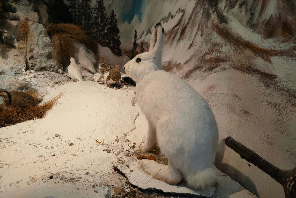 '알파인 파우나' 룸의 디오라마