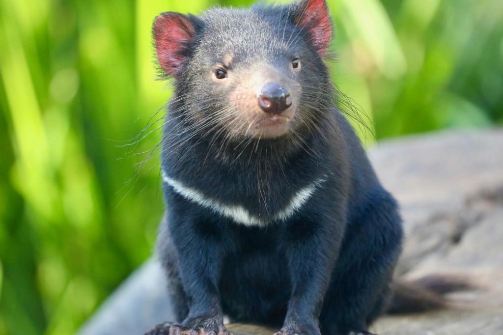 태즈메이니아 데빌