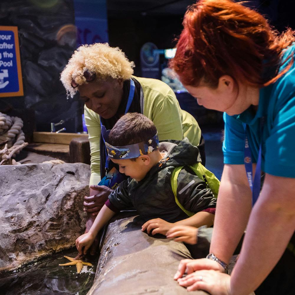 수족관 환경에서 두 명의 성인이 감독하는 터치 풀에서 어린이가 불가사리를 만지고 있습니다.