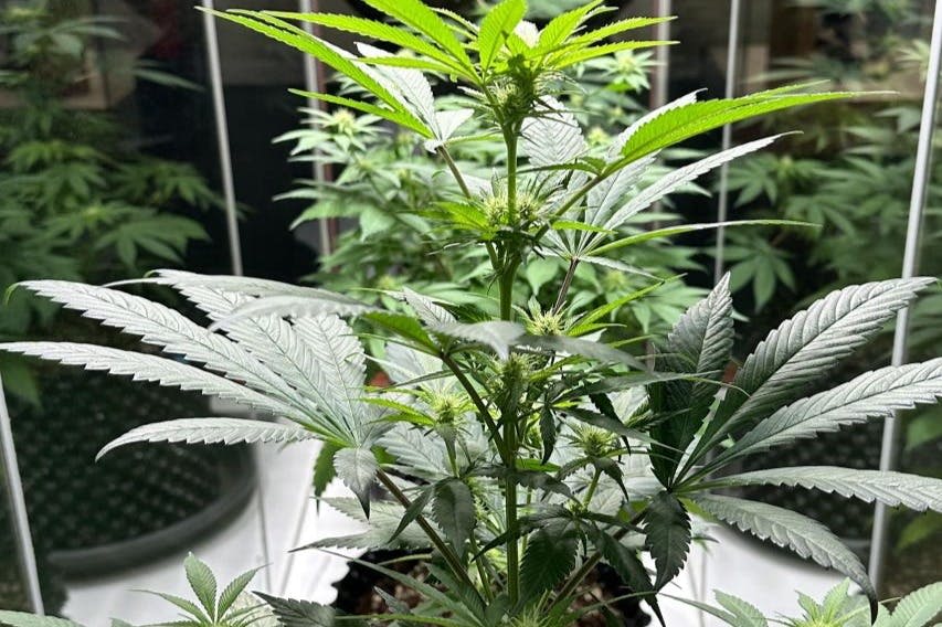 박물관에 전시된 대마초