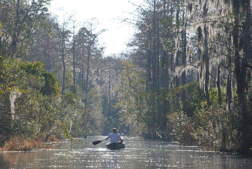 한 사람이 빽빽한 단풍과 이끼로 뒤덮인 나무로 둘러싸인 고요한 수로를 따라 카누를 타고 있습니다.