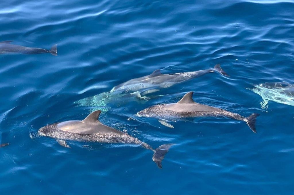 돌고래, 보트 여행, 우노 카나리아 제도 지키기