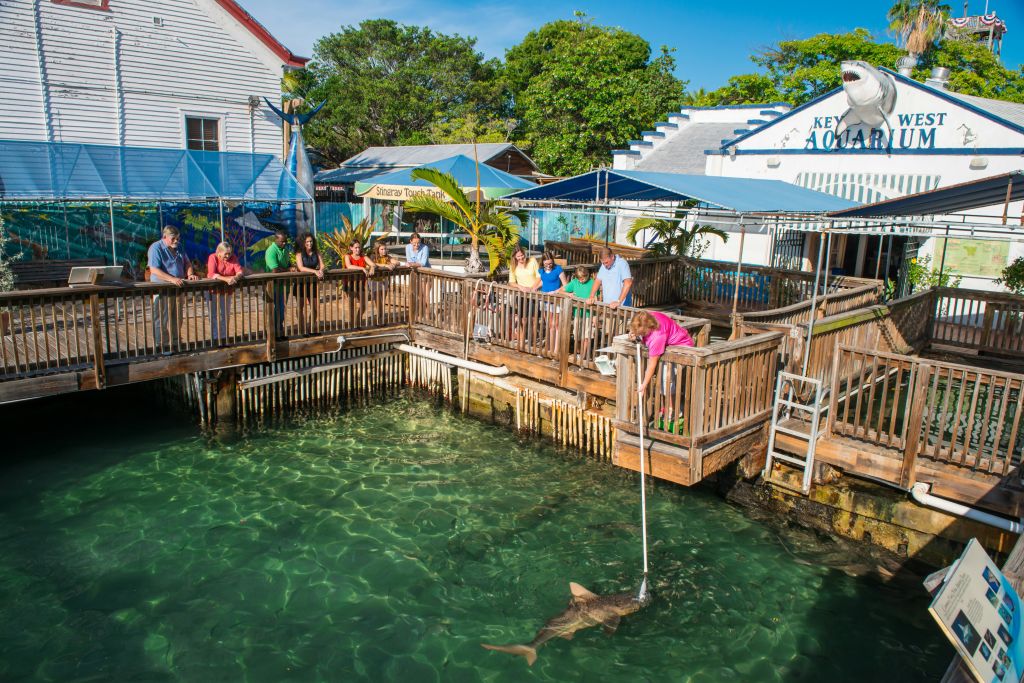 사람들이 수족관의 나무 부두에 서서 맑은 물에서 상어에게 먹이를 주는 모습을 지켜보고 있습니다. 건물과 나무를 배경으로.