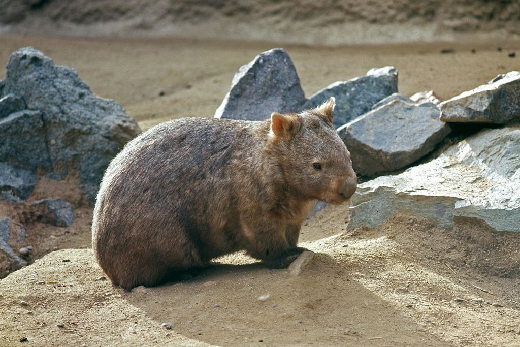 샌디에고 동물원