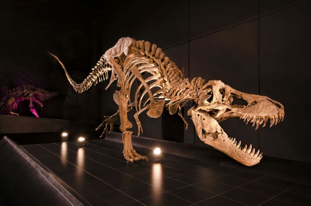 T-Rex로 추정되는 커다란 공룡 골격이 조명이 희미한 박물관 전시물에 전시되어 있습니다.