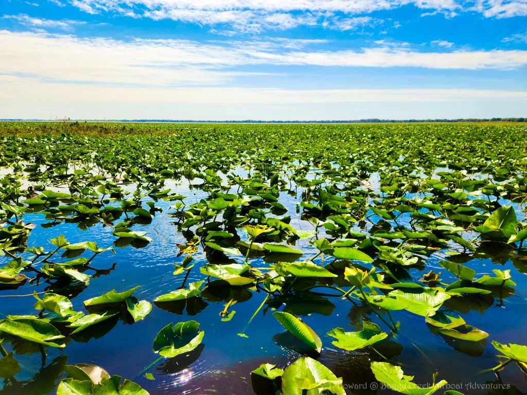 구름이 흩날리는 밝고 푸른 하늘 아래 잔잔한 호수에 펼쳐진 광활한 수련.