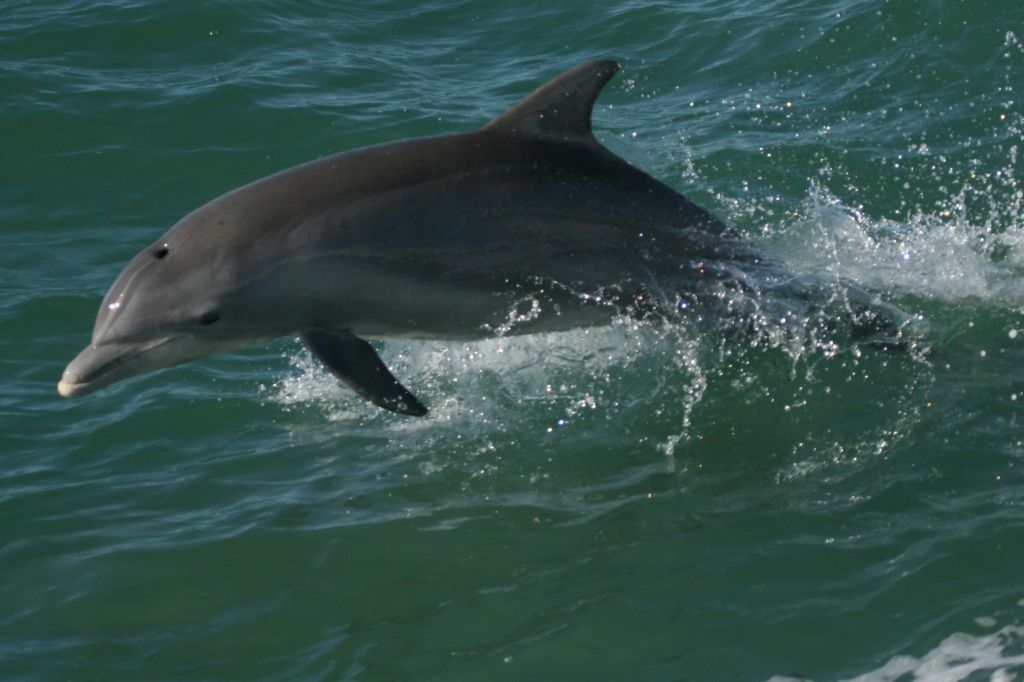돌고래를 만나는 보트 투어