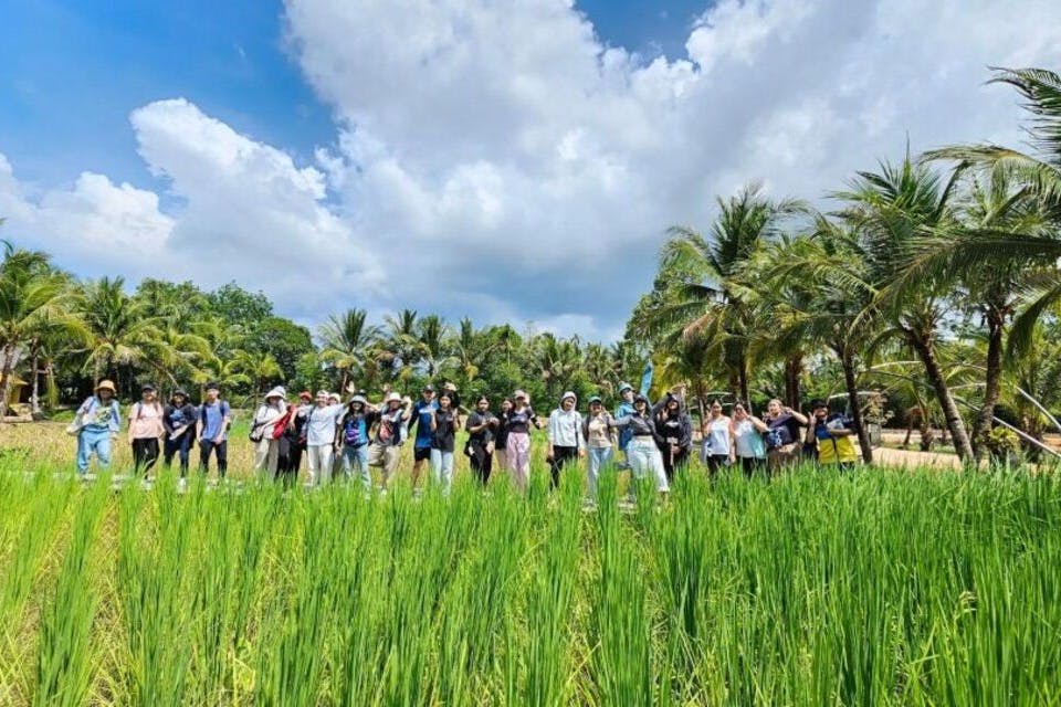 논을 탐험하고 벼를 심는 데 사용 된 오랜 방법을 목격하십시오.