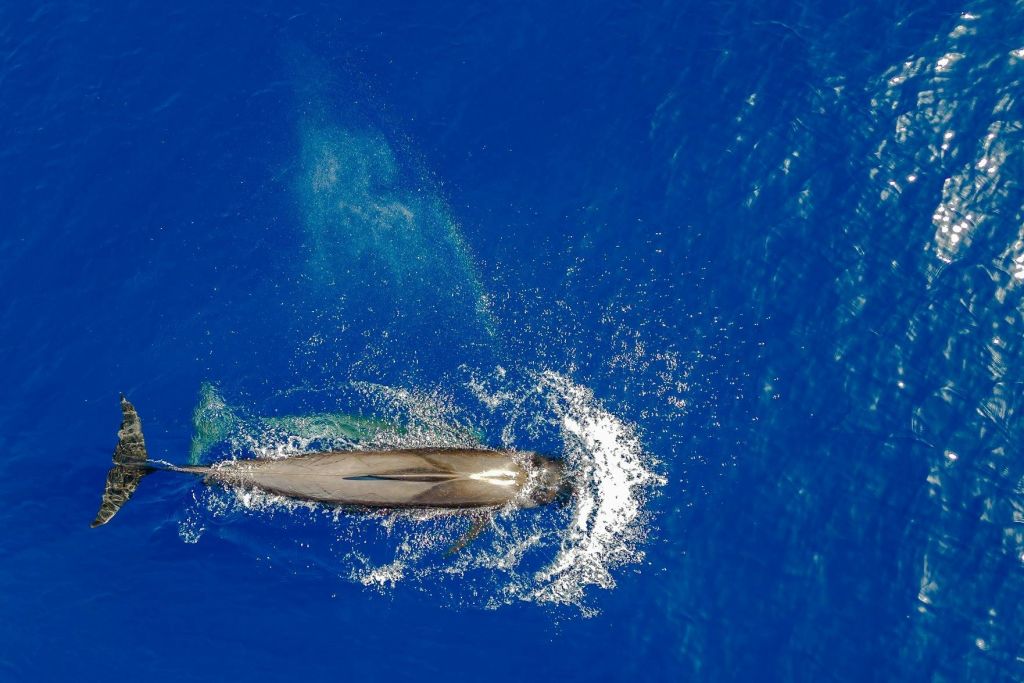 화이트 테네리페 여행