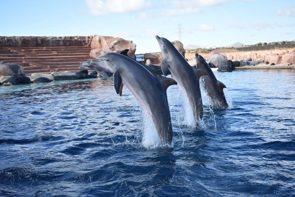 랜초 텍사스 란사로테