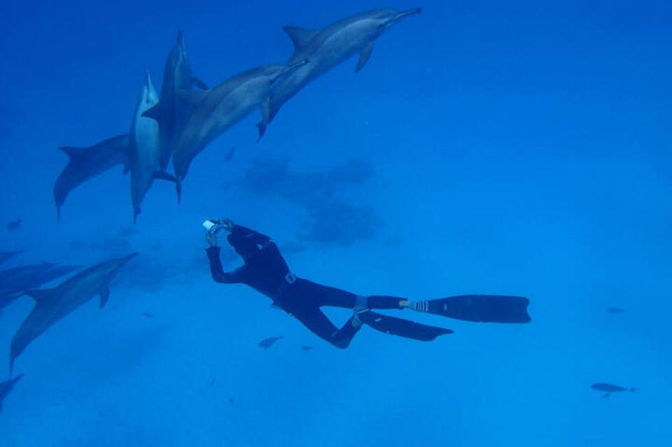 돌고래와 함께 수영하기