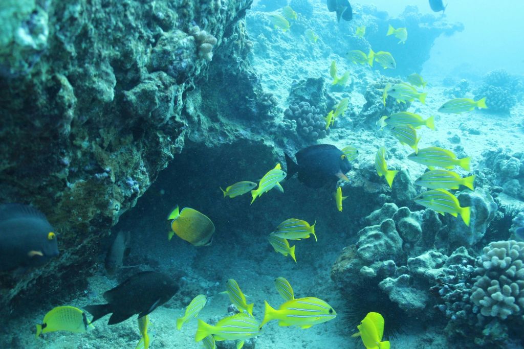 수중의 바위 산호초 주변을 헤엄치는 활기찬 노란색과 검은색 물고기의 다양한 그룹.