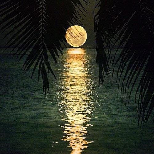 밤에는 야자수 잎의 실루엣으로 둘러싸인 잔잔한 물체를 반사하는 보름달.