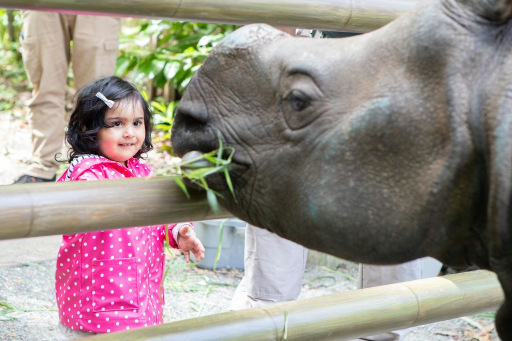 분홍색 물방울무늬 비옷을 입은 어린 아이가 나무 울타리를 통해 대나무를 먹는 코끼리를 보며 미소 짓고 있습니다.