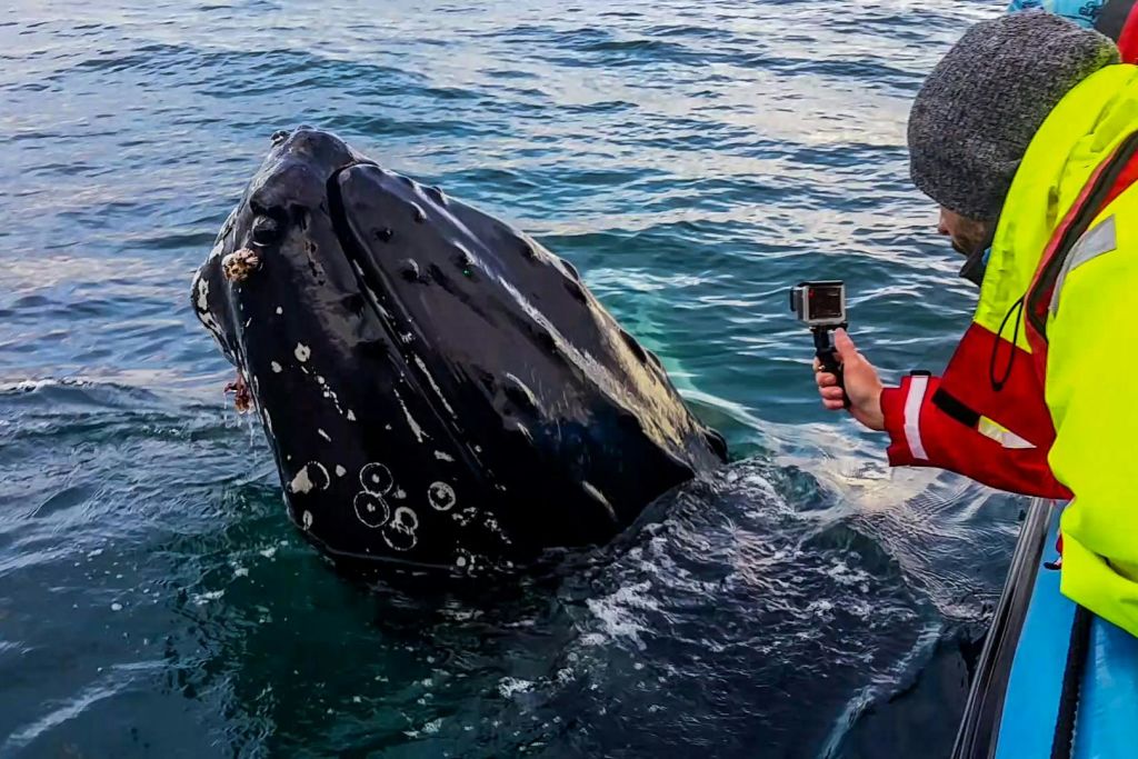 카메라를 든 사람이 고래가 바다에 떠 있는 모습을 촬영하고, 고래의 머리가 물 위로 떠오릅니다.