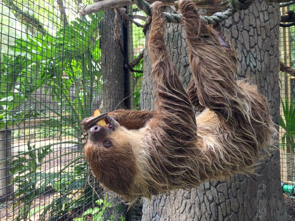 나무에 나무늘보는 거꾸로 매달려 있고, 울타리 안쪽에는 푸르름을 배경으로 과일 한 조각을 먹고 있습니다.