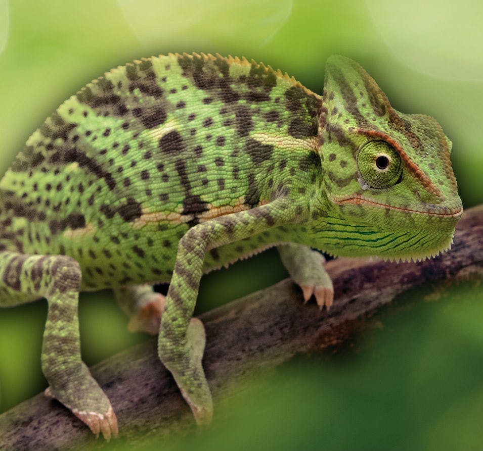 검은 반점이 있는 녹색 카멜레온이 흐릿한 녹색 배경으로 둘러싸인 나뭇가지에 달라붙습니다.