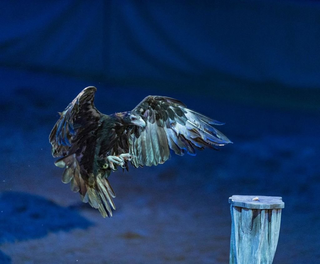 날개가 펴진 새가 조명이 희미한 환경에서 나무 기둥에 착륙하는 것처럼 보입니다.