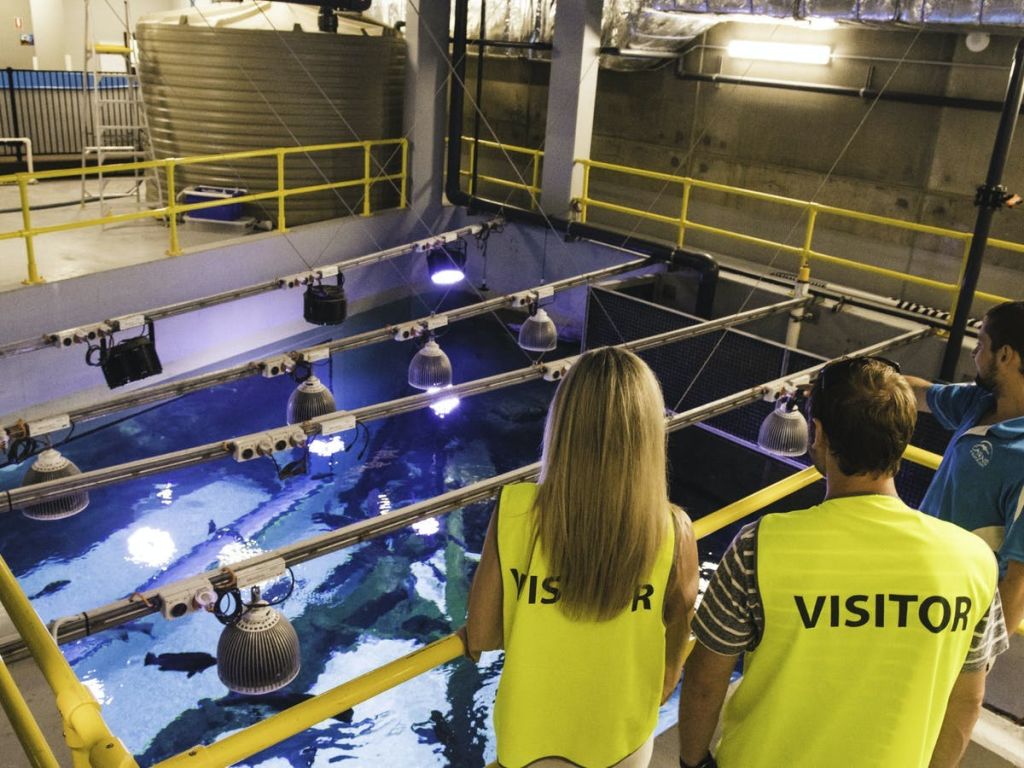 "방문자" 라고 표시된 노란색 조끼를 입은 두 사람이 머리 위 조명이 있는 실내 수족관을 관찰합니다.