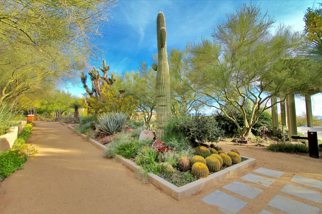 다양한 선인장과 다육 식물이 있는 사막 정원으로, 맑고 푸른 하늘 아래 나무와 경계를 이루는 높은 선인장이 특징입니다.