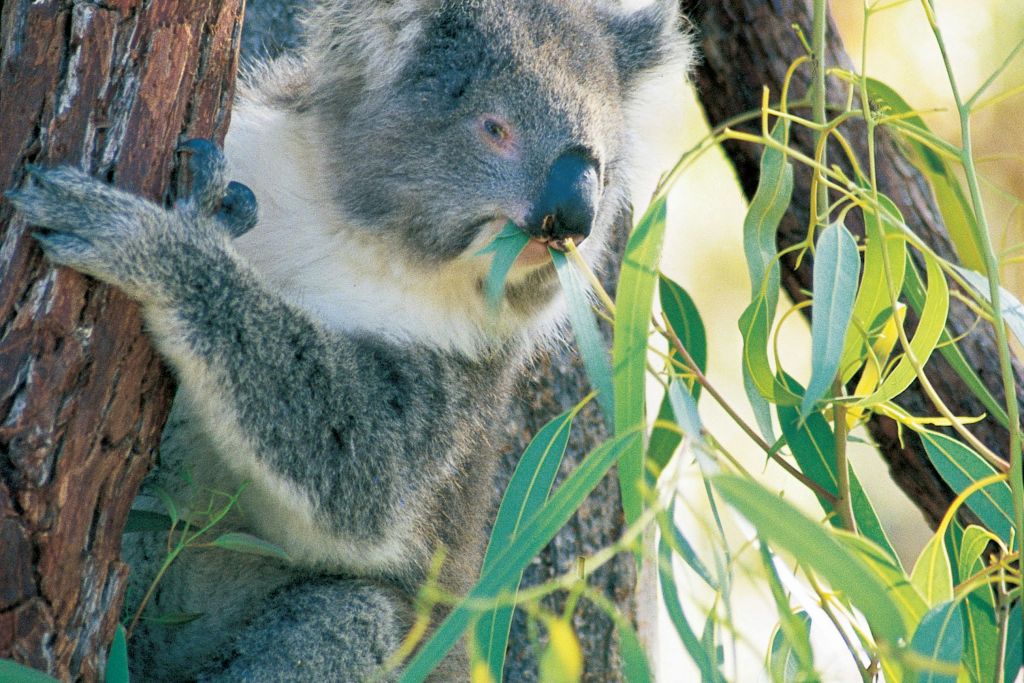 얀체프 국립공원의 코알라