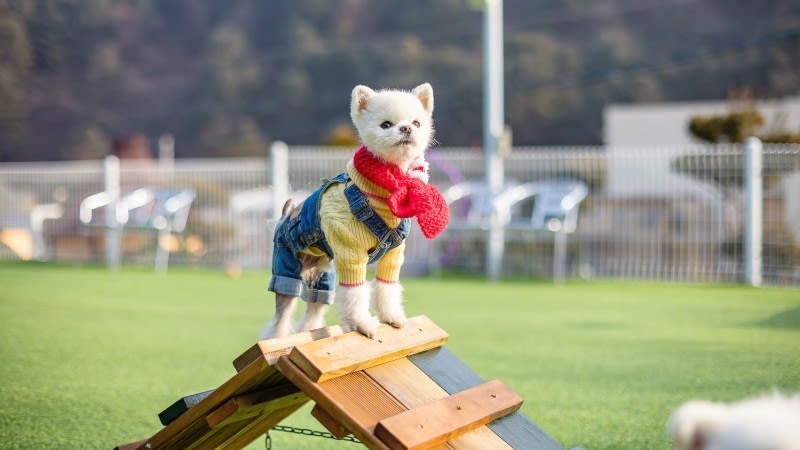 가평 모나코애견펜션