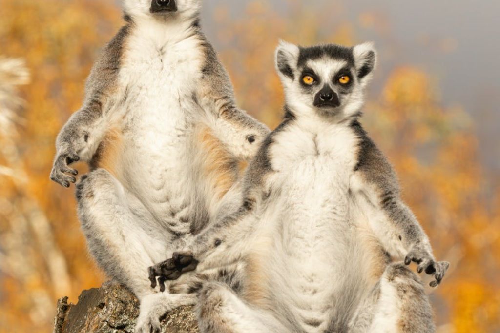 반지 꼬리 여우원숭이 두 마리가 바위 위에 똑바로 앉아 있으며, 따뜻한 가을 색상의 흐릿한 배경이 있습니다.