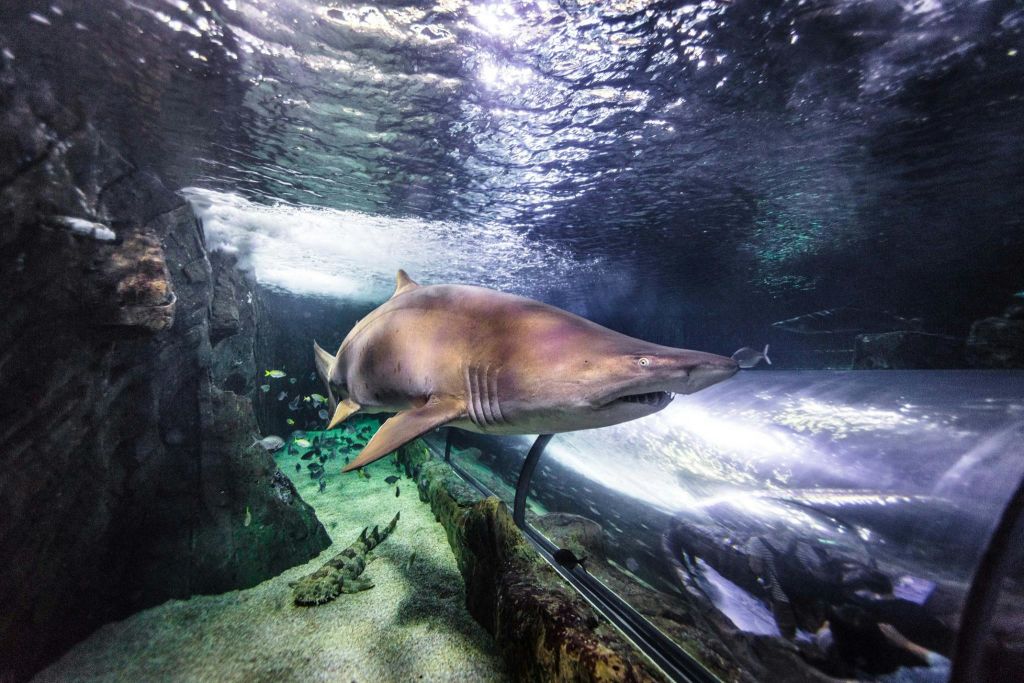 수족관 수조에는 커다란 상어가 헤엄치고 있고, 바닥에는 바위와 모래가 있고, 배경에는 다른 물고기들이 보인다.