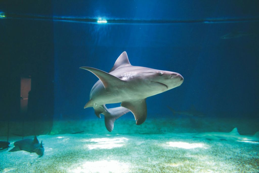 상어 탱크 - 제노아 수족관
